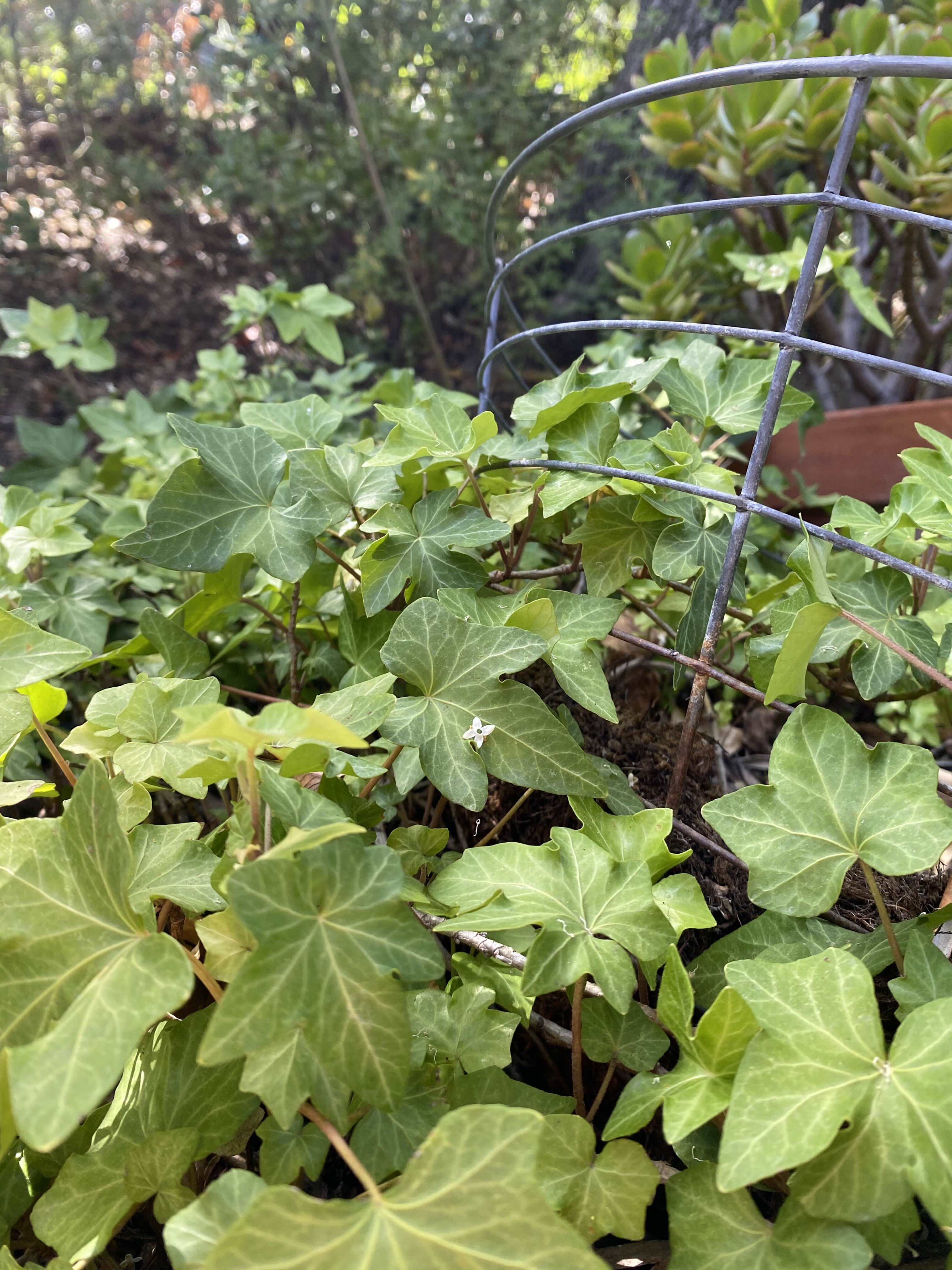 Garden Basket